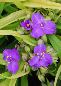 Tradescantia 'Sunshine Charm'